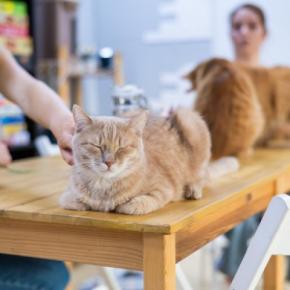 カタールから連れ帰った19匹の猫と「猫カフェ」を開業準備中の姉妹　よりよい猫の福祉を実現する場に　英国