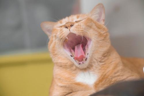 口を開ける猫