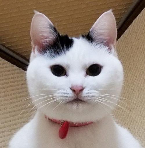 まんまるな顔の猫