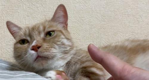 猫と人の手