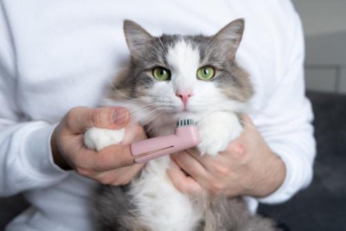歯磨きをする猫
