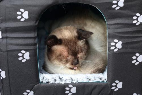 ヨダレを垂らす猫