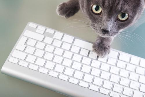 キーボードに手を乗せる猫