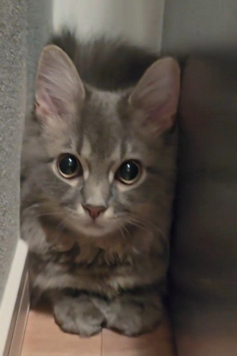 上を見る猫