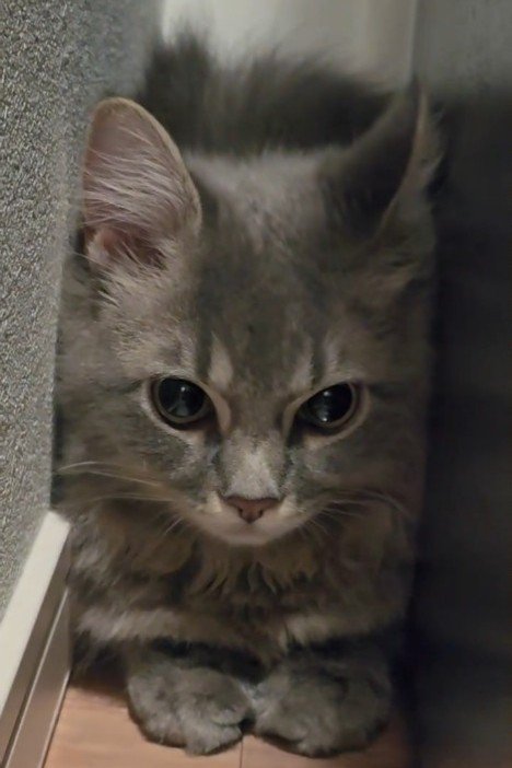 真剣な顔の猫