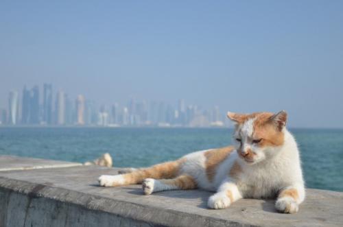 港にたたずむ野良猫