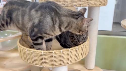 毛づくろい