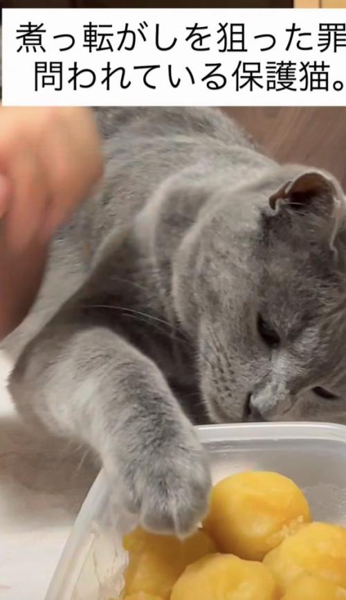 手を伸ばす猫