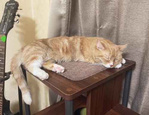 寝ている猫