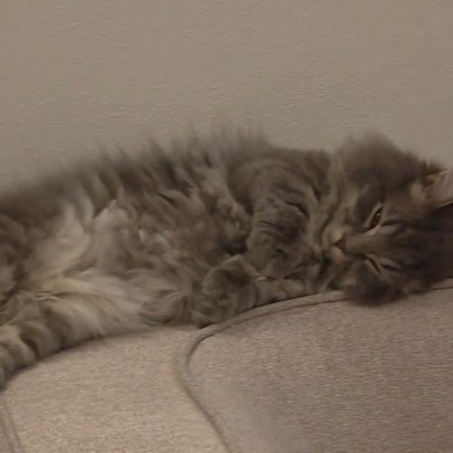 横になる猫