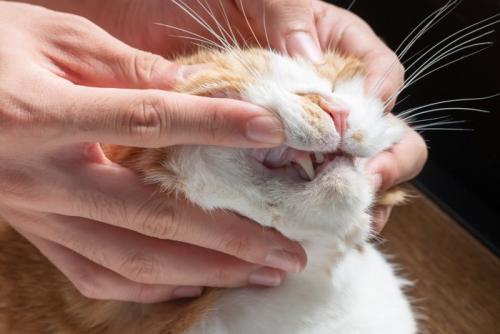 猫の歯