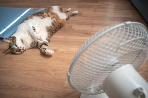 扇風機と猫