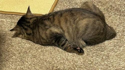 寝ている猫