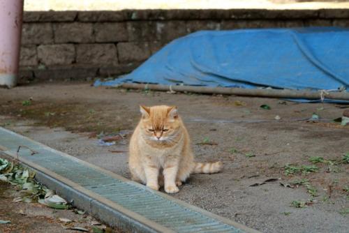 うつむく猫