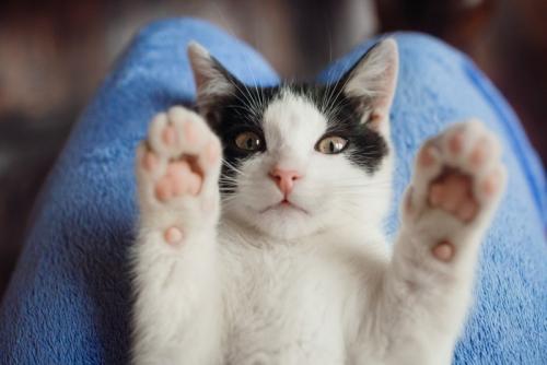 ひざの上でバンザイする猫