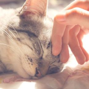 愛猫が『寝たきり』になったら…とるべき対応6選　食事やお世話とともに、心のケアも大切