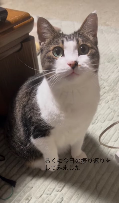 テーブルのそばでお座りをしている猫（目線斜め右上）