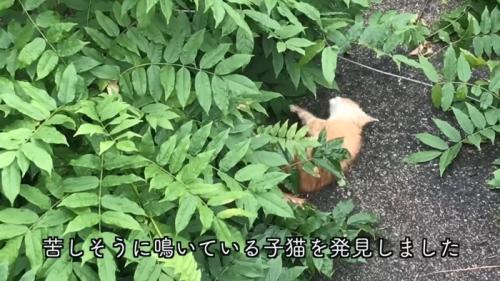 倒れている子猫