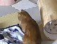 ねこじゃらしの部品を咥える猫