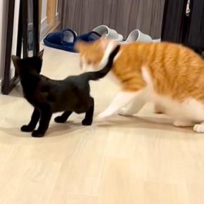 赤ちゃんネコのおしりが顔に近づいた瞬間、兄ネコがものすごいスピードで起き上がり…衝撃的な『まさかの反応』に爆笑「嗅がされてるｗｗｗ」