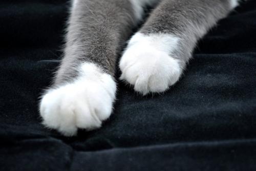 靴下猫の前足