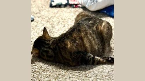 寝ている猫