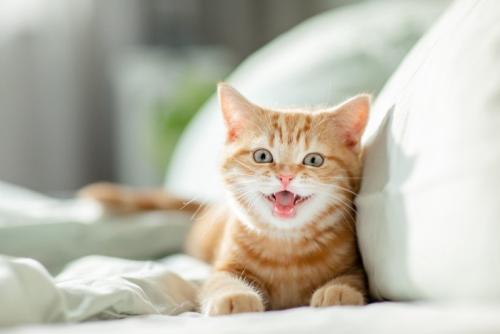 ソファーに横たわって鳴く猫