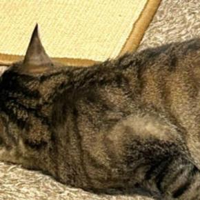 『いつ見ても心配になる……』リビングで爆睡する猫→とんでもない寝相に「癖強すぎｗ」「人間なら腕を痛めそうｗ」と爆笑する人が続出