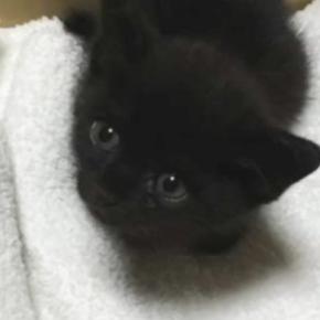 保護された『手のひらサイズの赤ちゃん黒猫』をお家に迎えて９年…心温まる『成長記録』に「優しい人に出会えてよかった」「最高やね」の声