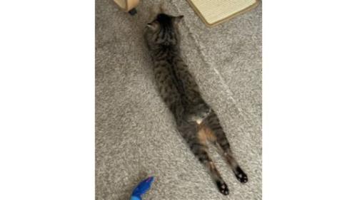 寝ている猫