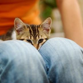 愛猫があなたの『ひざに乗りたくなる』ときの心理3選　ひざ乗り猫になってもらうための飼い主さんの心得も