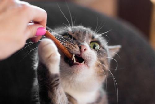 女性におやつをもらう猫