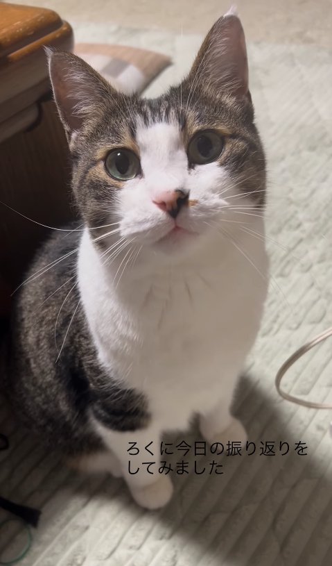 テーブルのそばでお座りをしている猫（カメラ目線）