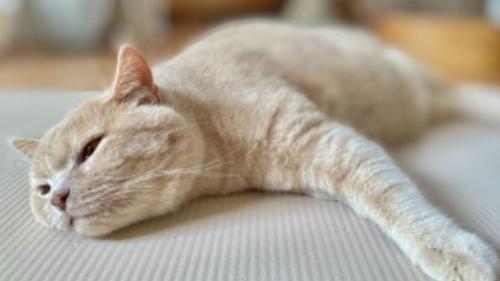 寝ている猫