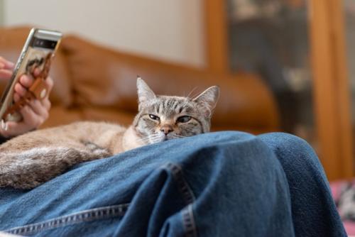 スマホをさわる飼い主のひざに乗る猫