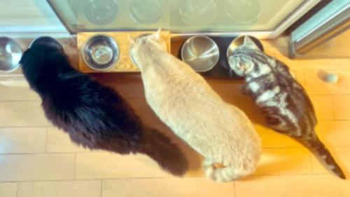 ご飯を食べる猫