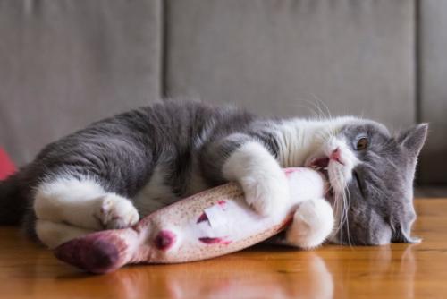 狩りごっこをする猫