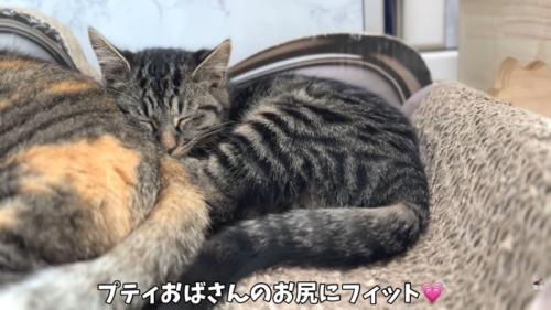 テロップ「プティおばさんの~」