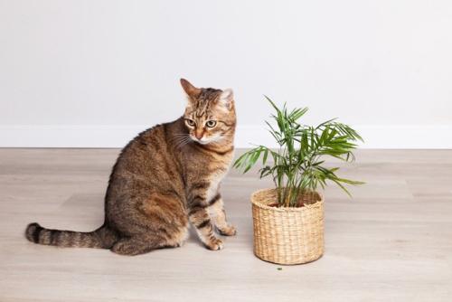 チャメドリアと猫