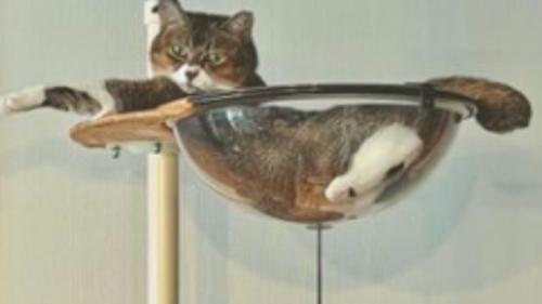 室内にいる猫