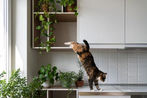 植物のある棚から降りる猫