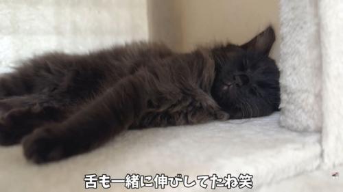 テロップ「舌も一緒に~」