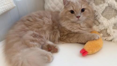 室内にいる猫