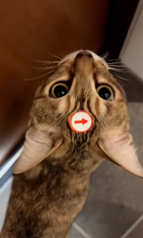 おでこに矢印シールをつけた猫