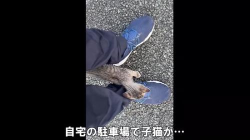 人の足元にいる子猫