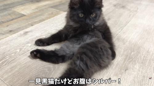テロップ「一見黒猫だけど~」