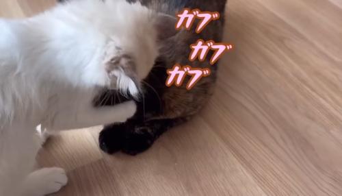 ガブガブガブ