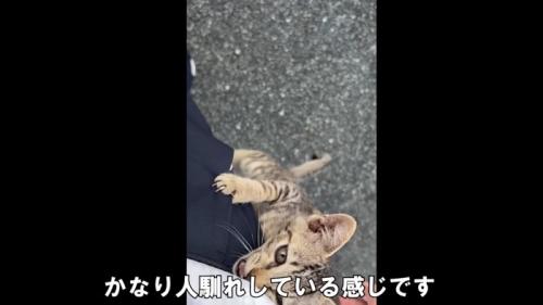 人の足をよじ登る子猫