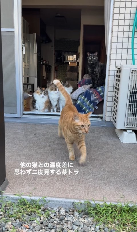 外に出て画面右側を見つめる茶トラ
