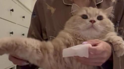 耳掃除している猫